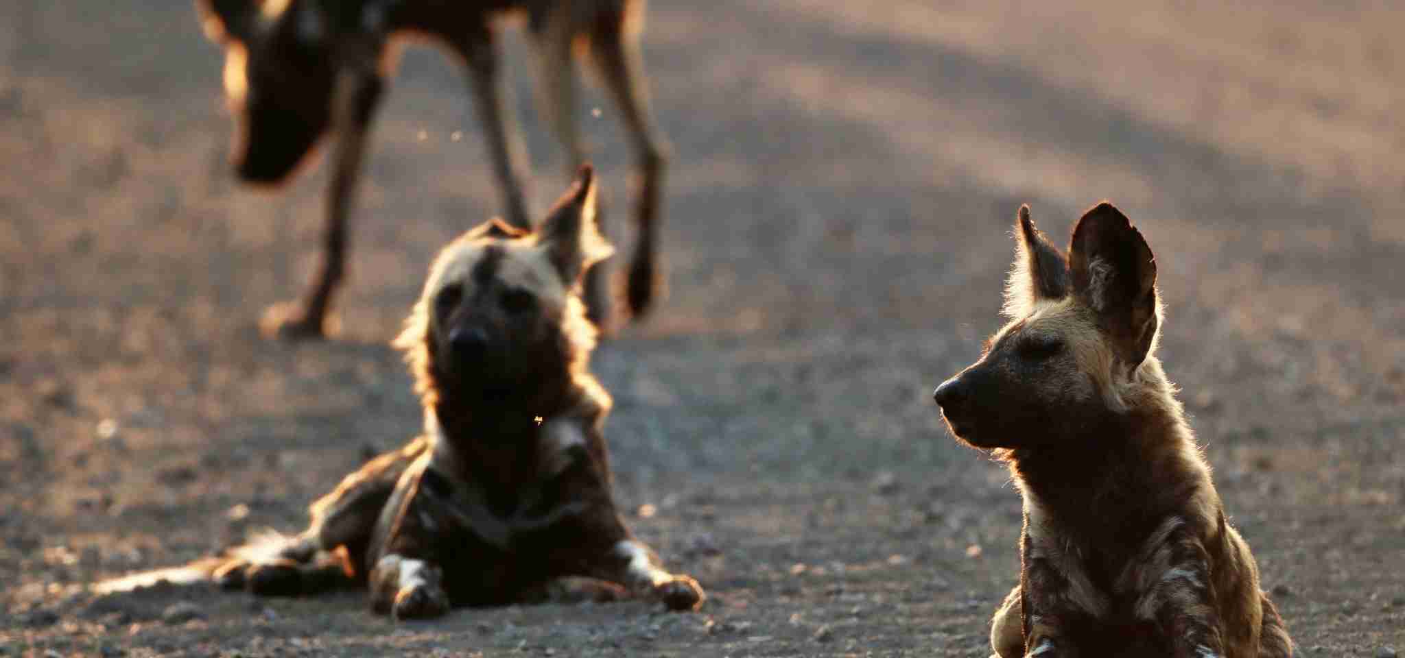 African Wild Dog
