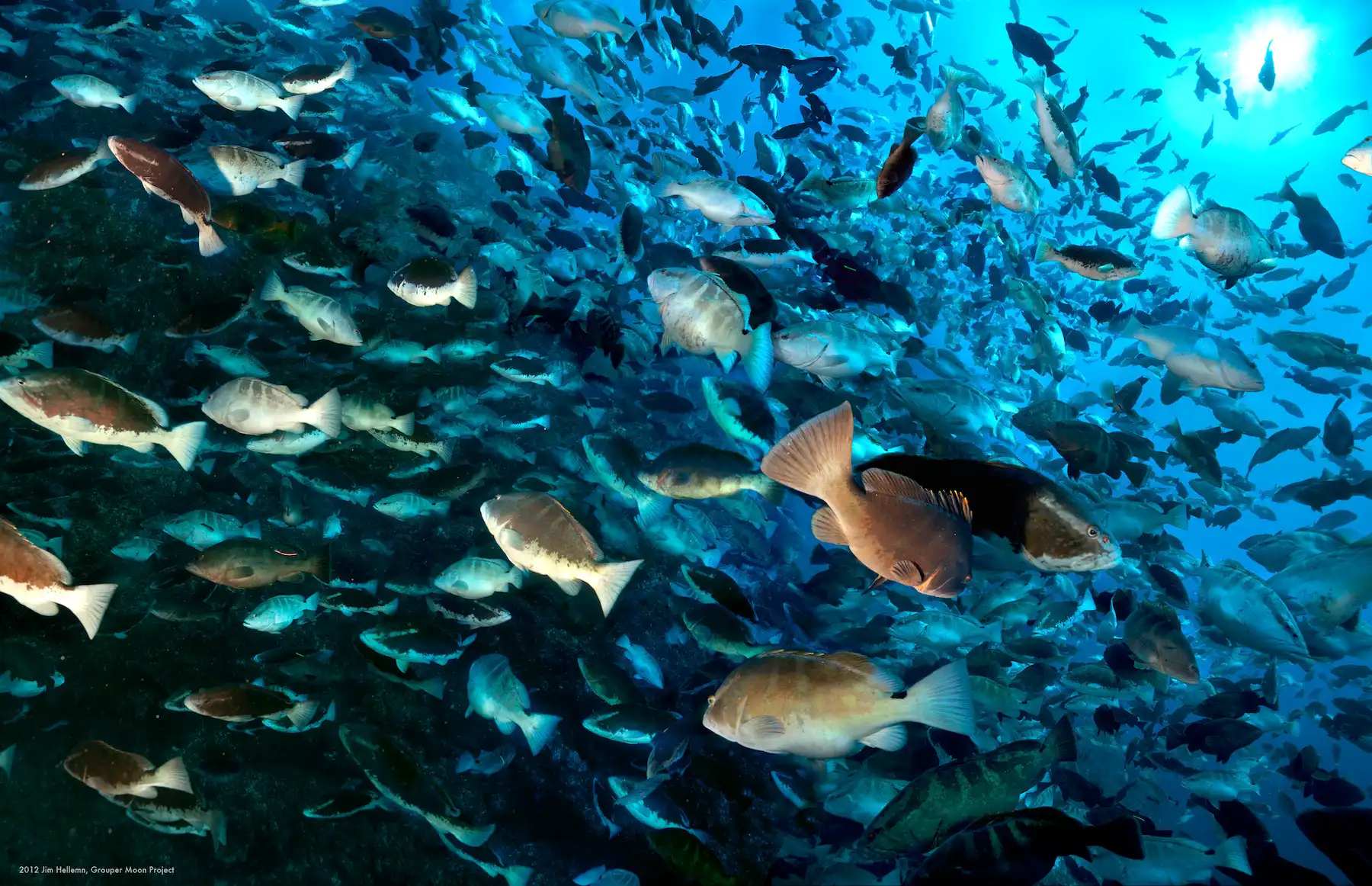 Grouper moon fish. Photo by Jim Hellem